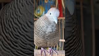 Download lagu Burung tekukur lokal punya suara topcer yang jernih untuk umpan yang langsung bereaksi #shorts mp3 Download lagu Burung tekukur lokal punya suara topcer yang jernih untuk umpan yang langsung bereaksi #shorts mp3