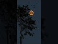 Kitne Bhi Tu Karle Sitam Asha Bhosle Song ️ Beautiful Nature Video Status Youtubeshorts Short