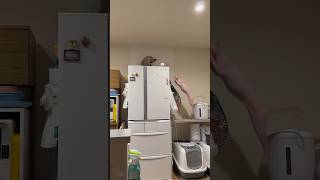 高いところが好きな猫スルタンとアレクサンドラ【スフィンクス】