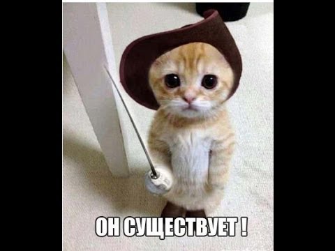 Смешные аватарки с котиками