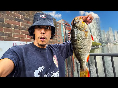 Perch Fishing in London