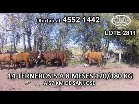 Lote 14 Terneros 3 HE c/ AA- 3 RA- 2 NO- 2 HO c/ AA- 2 HE c/ RA- 1 HE- 1 AA 170/ 180 Kgkg -  en Carreta Quemada- A 57 Km de San Jose
