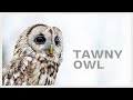 Tawny Owl Call In The Night Forest Various Sounds Made By Tawny Owl Strix Aluco