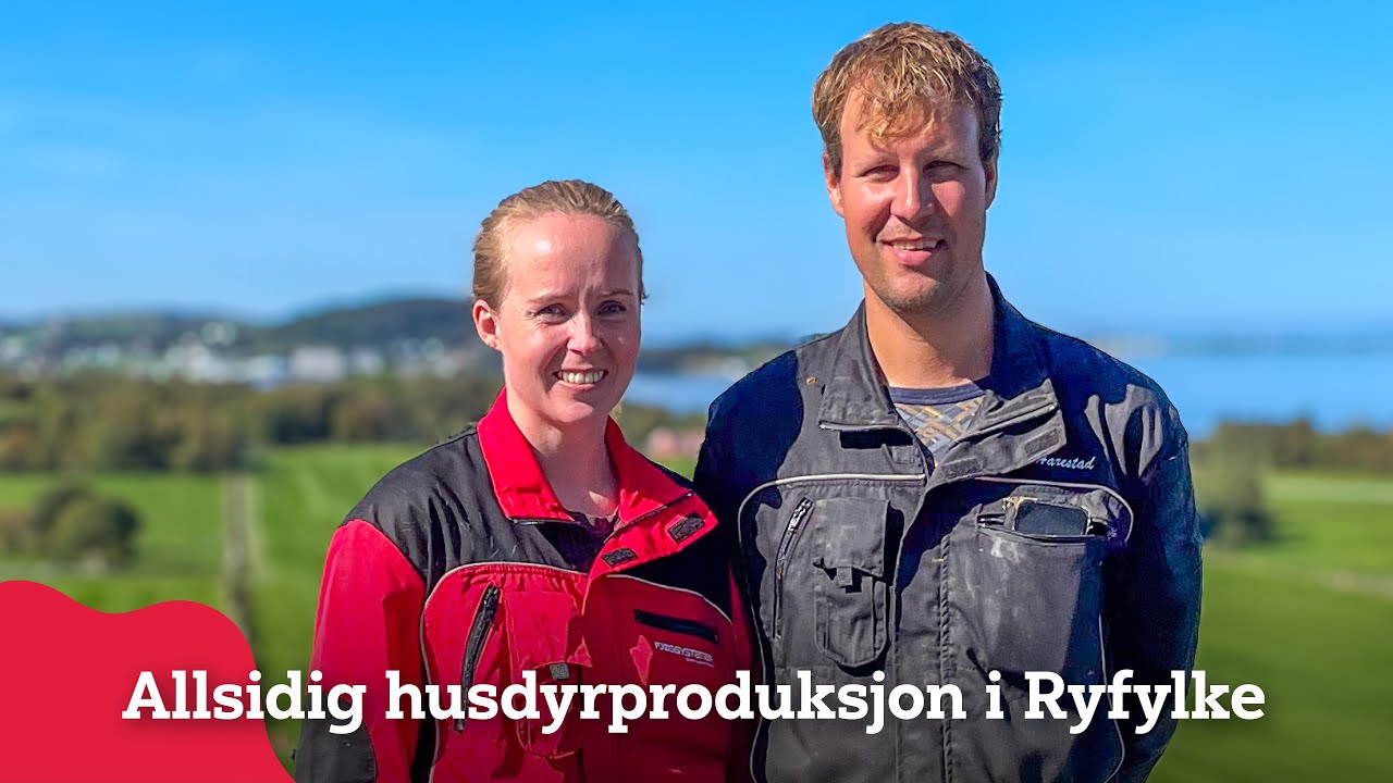 Allsidig husdyrproduksjon i Ryfylke