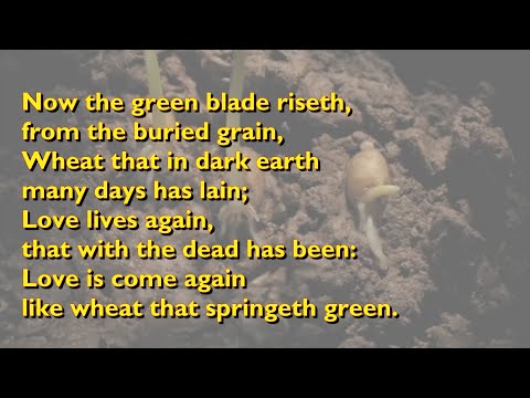 Now the Green Blade Riseth (Tune: Noel Nouvellet - 4vv) [with lyrics for congregations]
