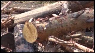 Суд обязал лесозаготовителя возместить вред животному миру и среде его обитания