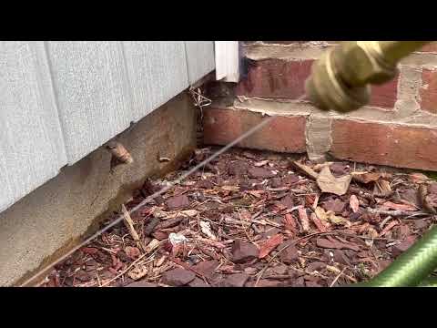 Ants Springing Up Around the Home in South Plainfield, NJ