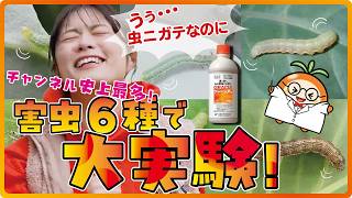 グレーシア乳剤は本当に幅広い害虫に効くのか？様々なチョウ目害虫への効果を研究所で確認！