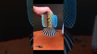 Download lagu Spesial Channa Auranti Marculanta Gondrong warna ngejrengg mp3 Download lagu Spesial Channa Auranti Marculanta Gondrong warna ngejrengg mp3