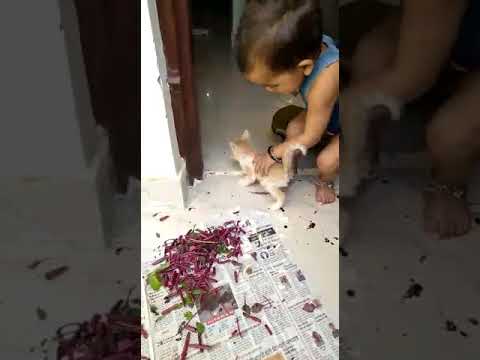 Cat play shreya