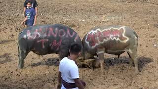 Download lagu Adat Toraja Adu Kerbau (Tedong Silaga'): BATAK SLOW (Unnoni Team) Vs SI BANDEL (Timah Panas) mp3