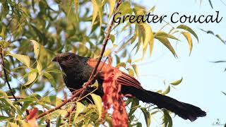 The Lucky bird - Greater Coucal | Bhardwaj (भारद्वाज)
