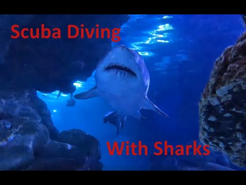 SCUBA Diving: experience the amazing underwater world of the Blue Planet Aquarium