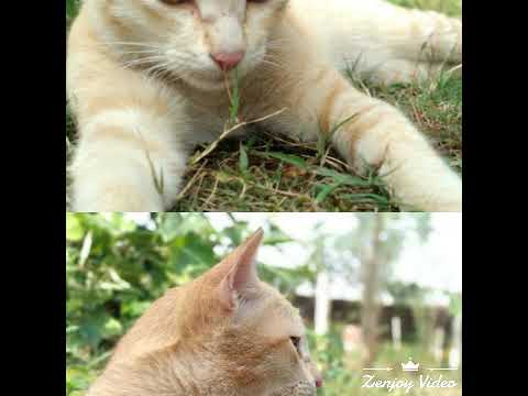 sweet cat style💗💕💘