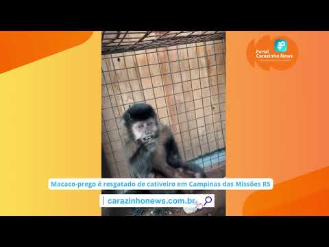Macaco-prego é resgatado de cativeiro em Campinas das Missões RS