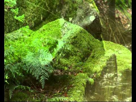 Josef Zoch country můj malý broučku.wmv