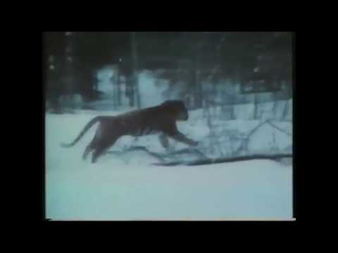 Siberian Tiger vs Wolves