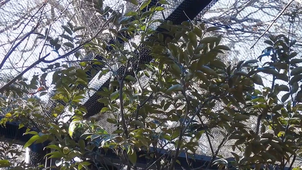 おしゃべりなニホンリスたち　繁殖期で追いかけあう声：井の頭自然文化園