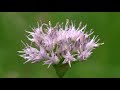 NATURE Video 21 Minutes Of Beautiful Jaw Dropping Flowers And Plants HD Format Uncut Natural State