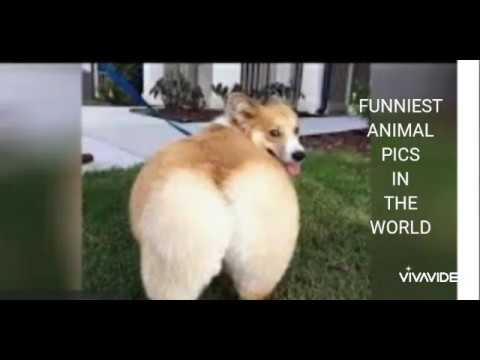 FUNNIEST ANIMAL PICS IN THE WORLD! TRY NOT TO LAUGH