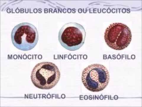 Globulos Brancos Star Wars A batalha sem fim