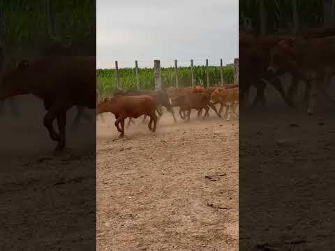 Vaquillitas de recría, inicio 12-2025, Corral de Bustos