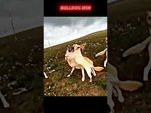 bulldog vs wolf #trending #bulldog #wolf #wildlife #youtubeshorts #shorts #short #viralvideo