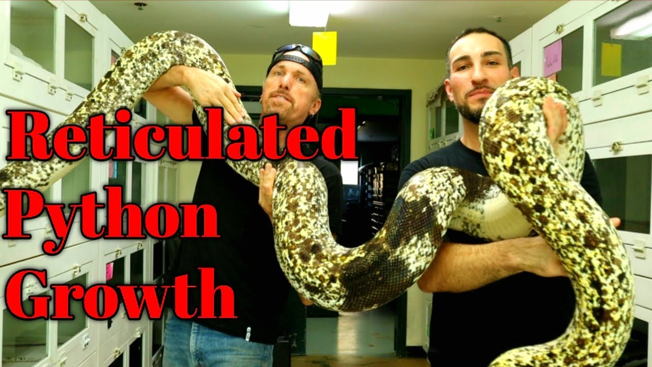 Reticulated Python Growth Rate Explained with Kevin McCurley