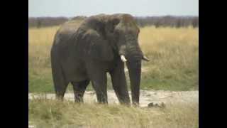 preview picture of video 'elephant+tourist car - Etosha'
