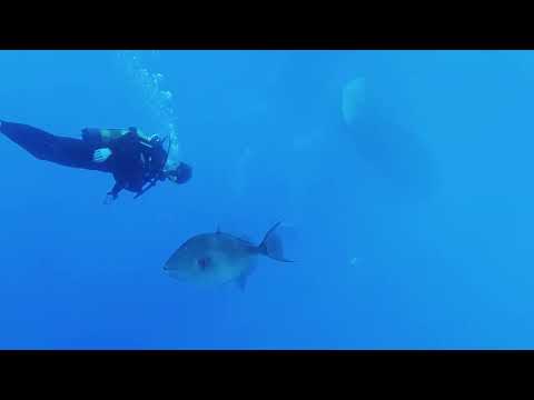 Diving the Zenobia - Exploring the Mysterious Depths