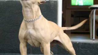 Ultimate Pit bull
