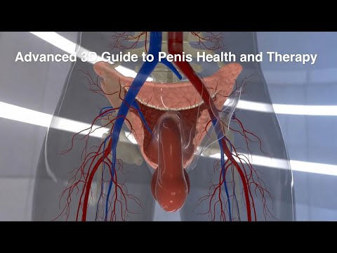 “Advanced 3D Guide to Penis Health and Therapy