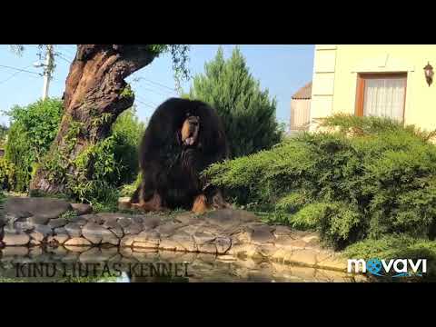 100% Chinese Tibetan Mastiff Kennel buy puppies