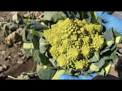 ブロッコリー カリフラワー 'ヘルタ'