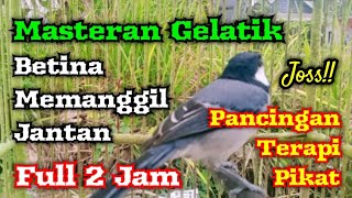 Download lagu Suara gelatik betina memanggil jantan mp3