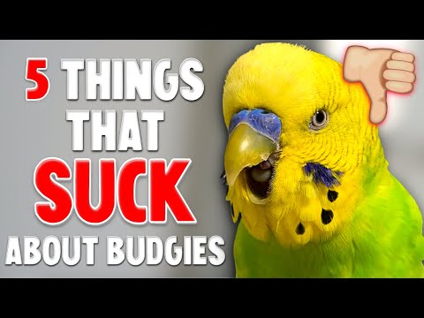 5 Things That SUCKS About Owning A Budgie