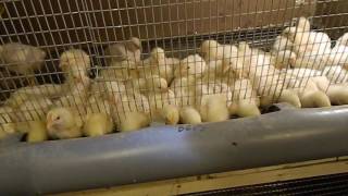 Кормушка из канализационной трубы для рыбалки