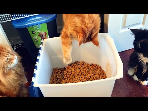 Egoistic Cat Usurps a Huge Container of Dry Food (Maine Coon Standoff Funny Video) 4K HD
