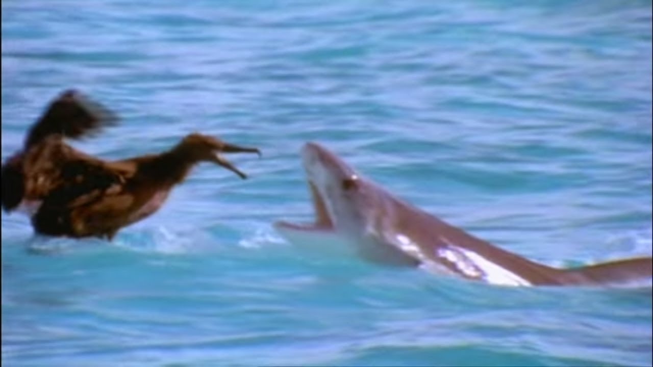 Scavengers of the Seas