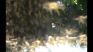 preview picture of video 'essaimage des abeilles'