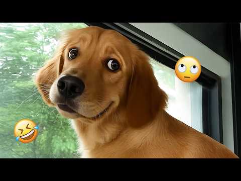 I dare you not to LAUGH at these FUNNY DOGS 😁🦮 - Funniest Dog Videos 2026 #19
