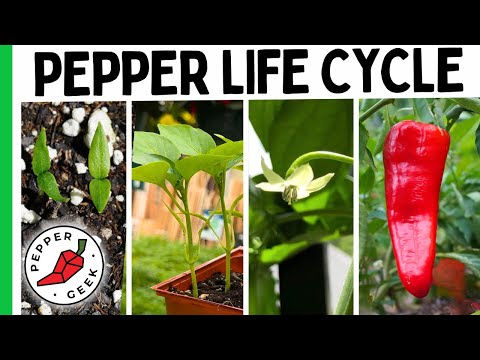 Growing Peppers Is So Much Easier When You Understand This