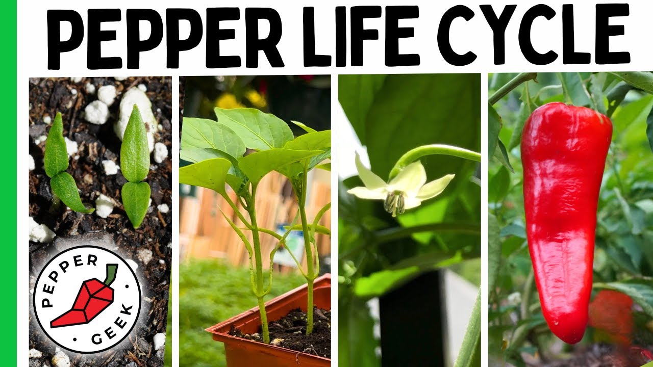 Growing Peppers Is So Much Easier When You Understand This