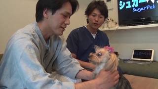 【シュガーペット＃27】実践！ドッグマッサージ🐶