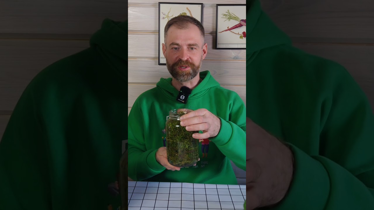 Это мощное природное средство избавит от тли, морковной и луковой мухи! Урожай будет большой и здоровый