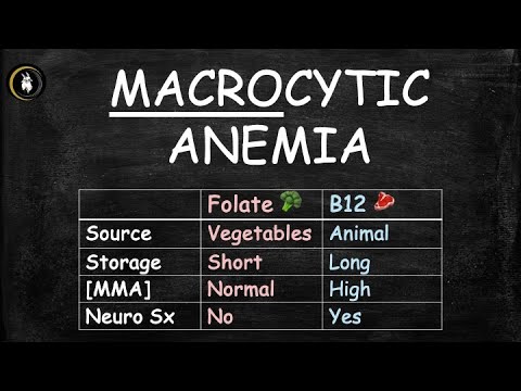 Anemia 3 - Macrocytic Anemia