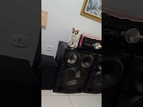 tá muito calor onde eu moro arara paraiba maya não gostar de cibita não sapequinhas 👩‍🦰😽🐈