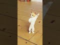 Funny Cate Dance