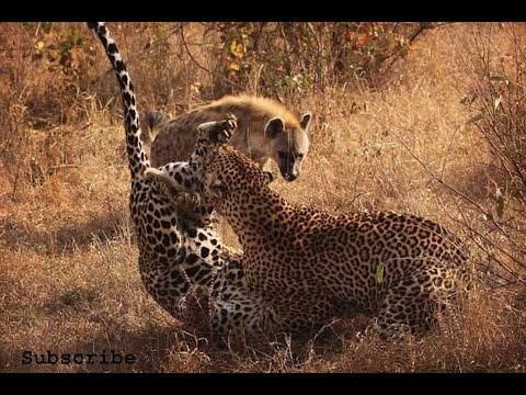 дикие животные атаки#2✿◕леопард нападки Гиены✿◕Leopard c олень, Бедный Гиена, гепард