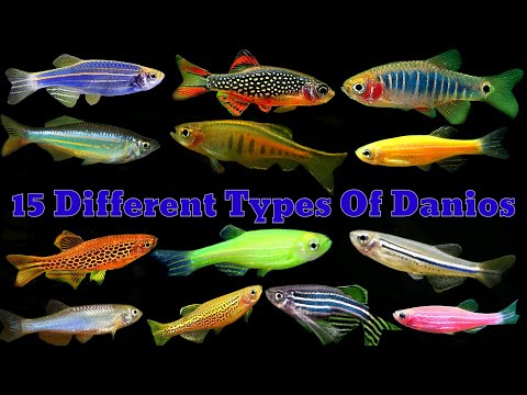 All Types Of Danios | Top 15 Aquarium Danios Fish
